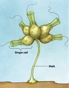 Colonial Choanoflagellate